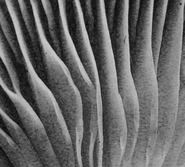 Quiz......che fungo �?